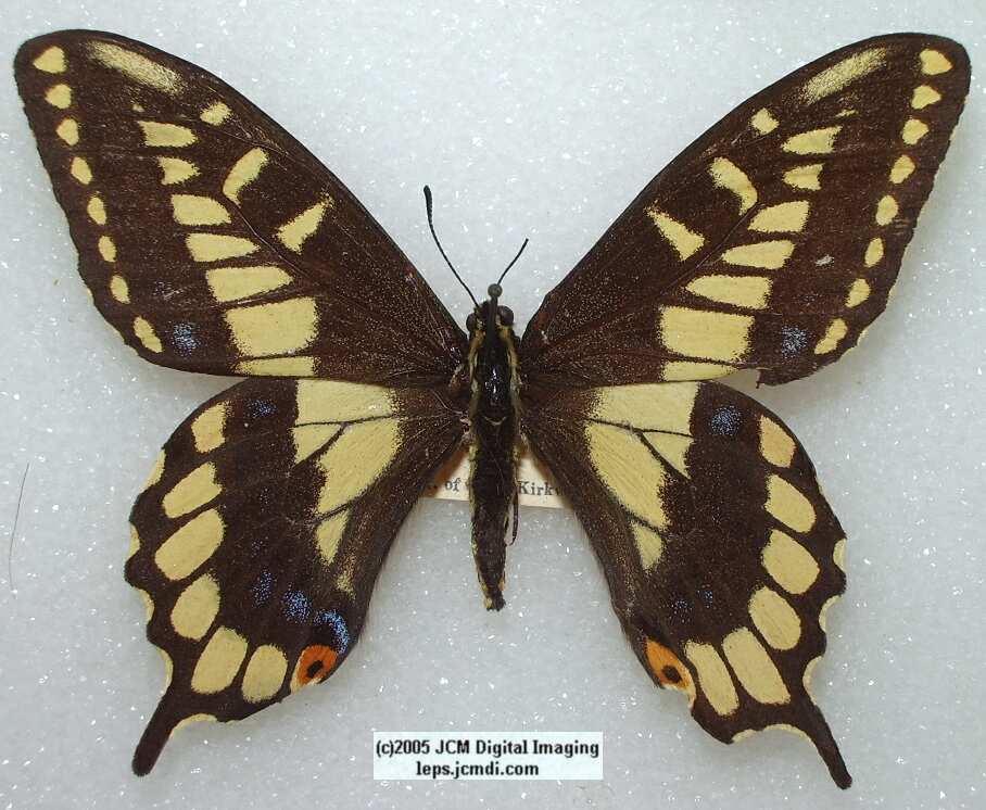 Papilio zelicaon (abberation 127) (Internet Image property of respective owner, non-commercial use only)